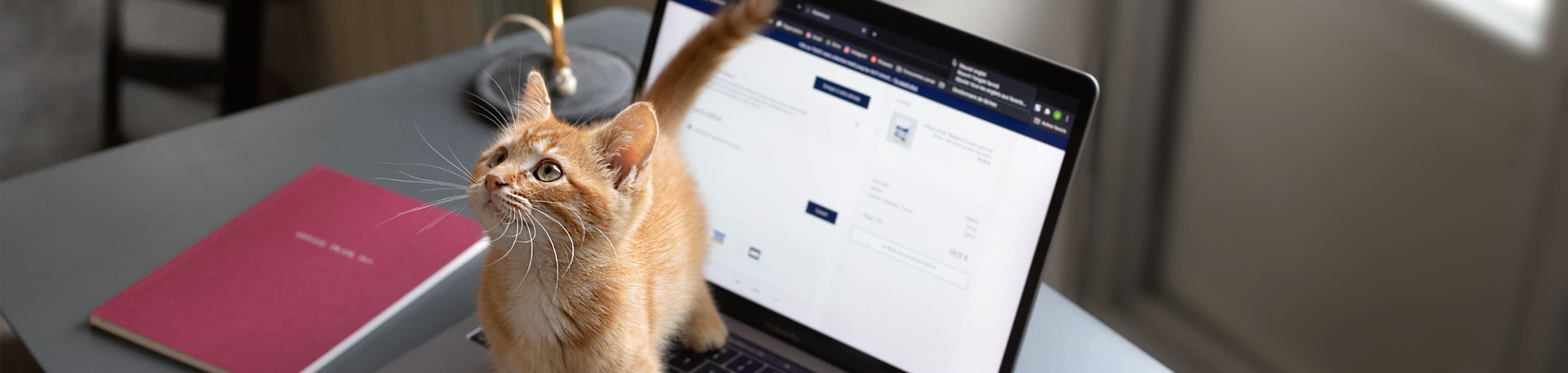 Cat Photo Albums